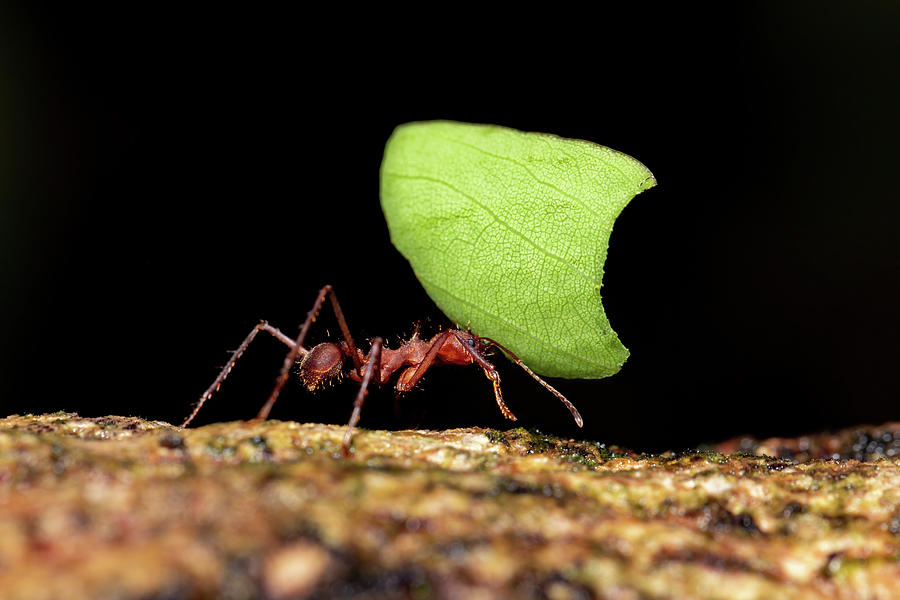 Leafcutter ant Atta cephalotes Photograph by Artush Foto - Fine Art America