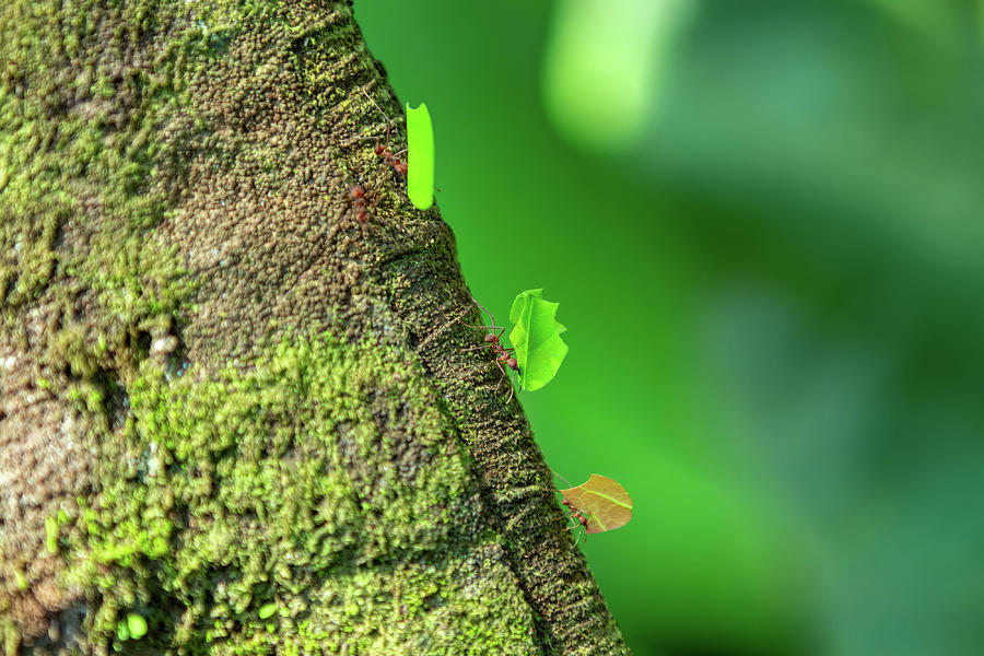 Leafcutter ant, Atta cephalotes, Manuel Antonio National Park, Costa ...