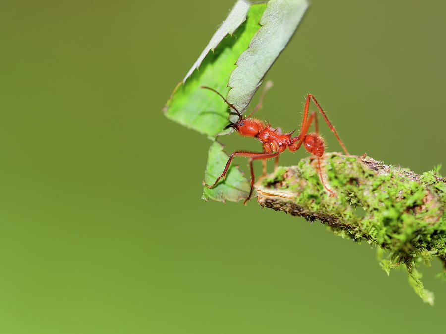 Leafcutter Ant carrying a leaf to its nest Photograph by Alex Nikitsin ...