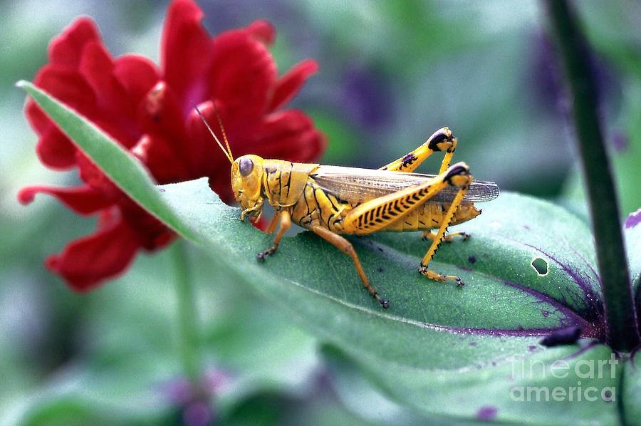 Grasshopper Photograph - Leafcutter by Rodger Painter
