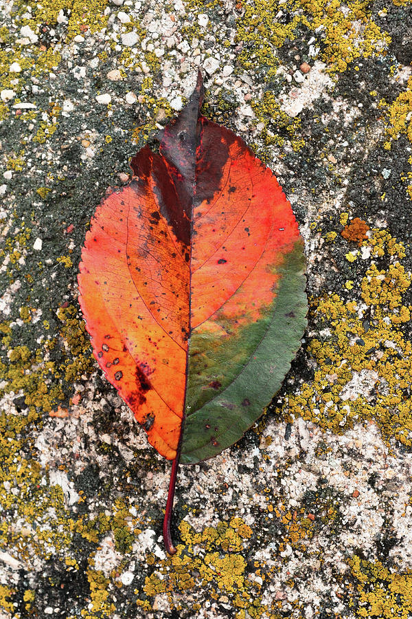 Leafed Photograph