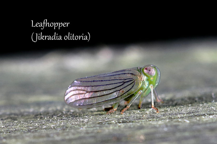 Leafhopper - adult Photograph by Mark Berman