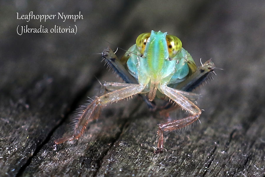 Leafhopper - nymph Photograph by Mark Berman