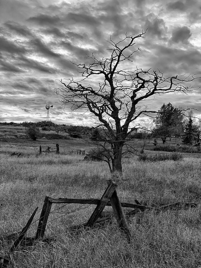  Leafless Lone Tree Photograph by Jerry Abbott