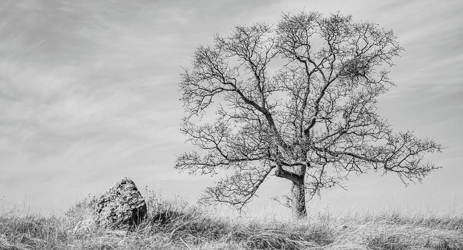 Leafless Oak Tree Photograph by Mike Fusaro