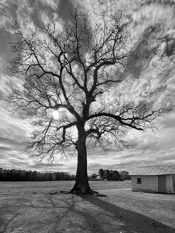 Leafless Tree 2 Photograph by Mike McGlothlen
