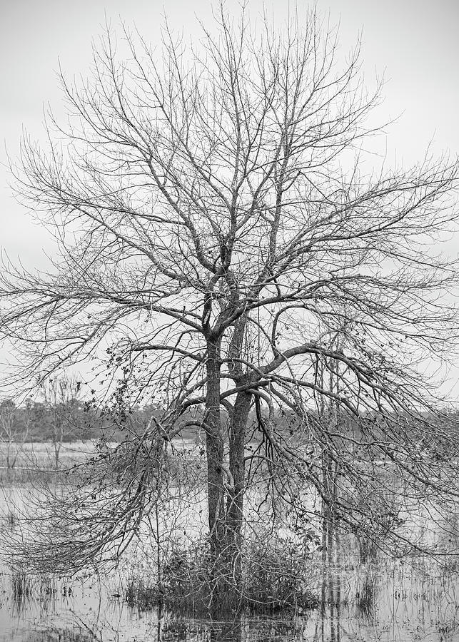 Leafless Tree in a Waterfowl Impoundment - Croatan National Forest Photograph by Bob Decker