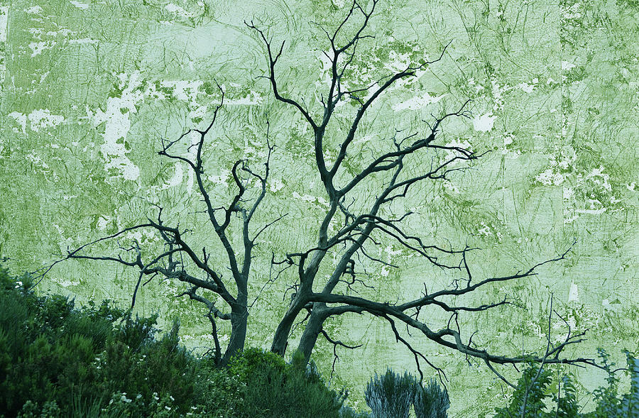 Leafless Tree on Textured Cyan background Digital Art by Lorena Cassady
