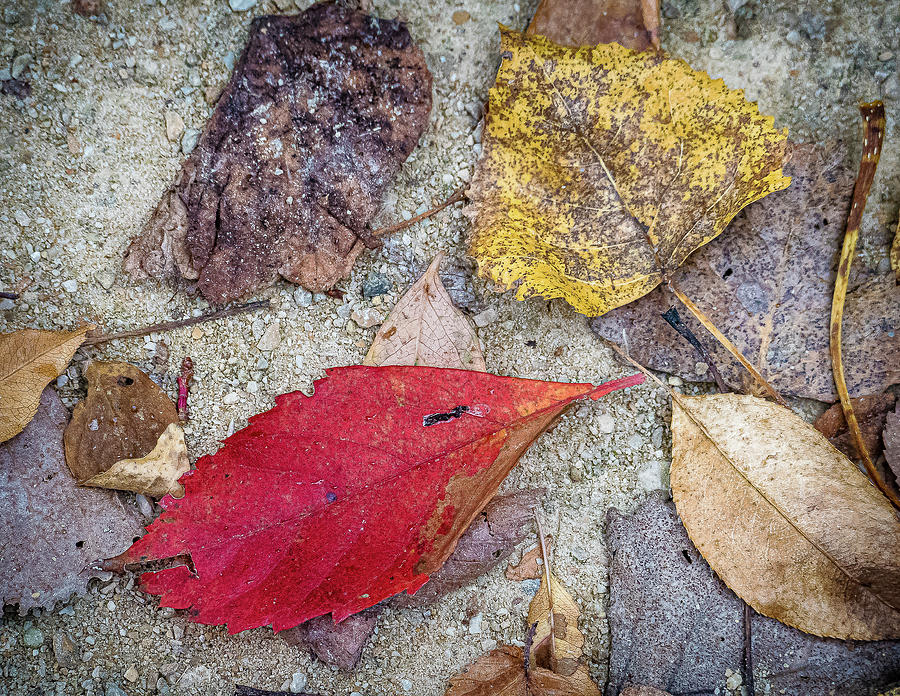 Leaves on the Ground During Autumn Photograph by David Morehead