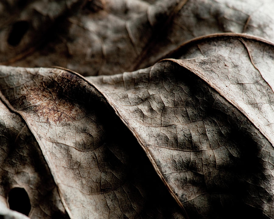 Leafscape #4 Photograph by Bryan Rierson