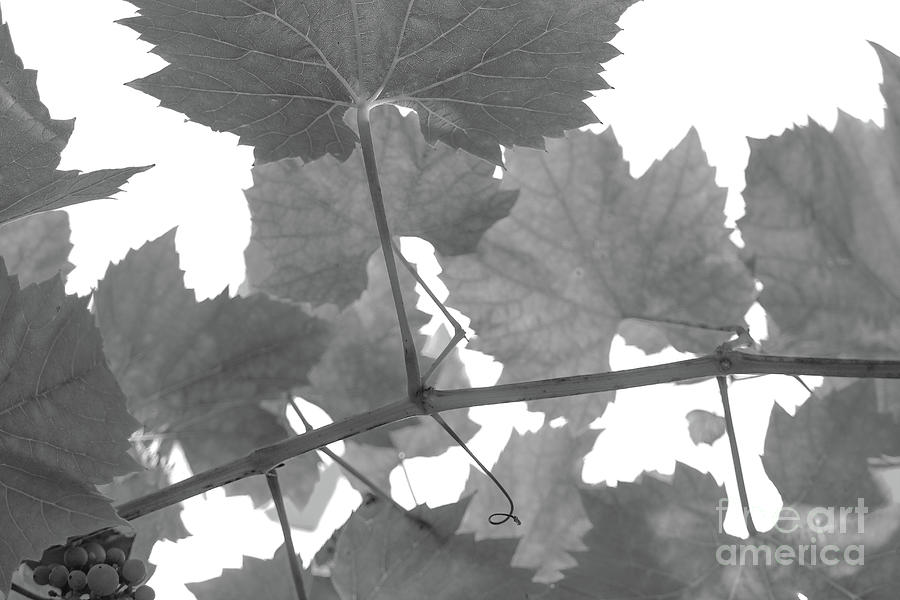 Leafy Black and White Berries Nature Beauty Photograph by Eddie Barron