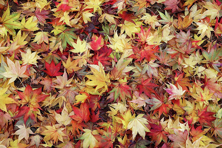 Leafy carpet Photograph by Shirley Mitchell