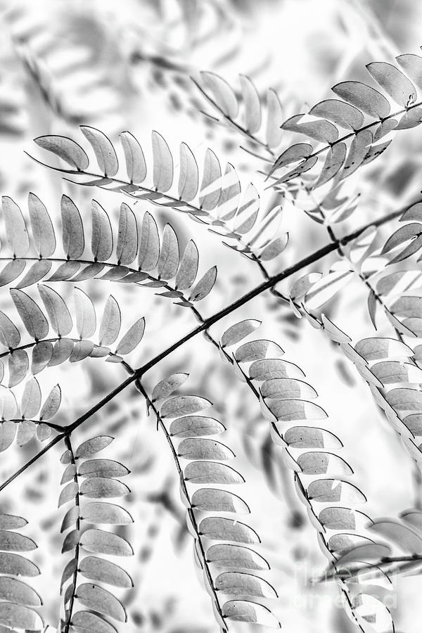 Leafy dynamics Photograph by Jorgo Photography
