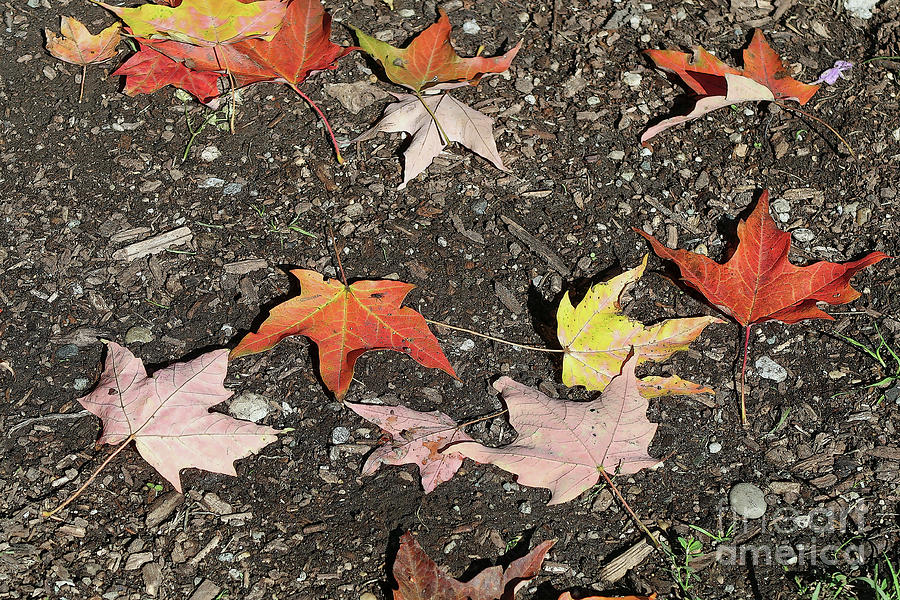 Leafy Footpath Photograph