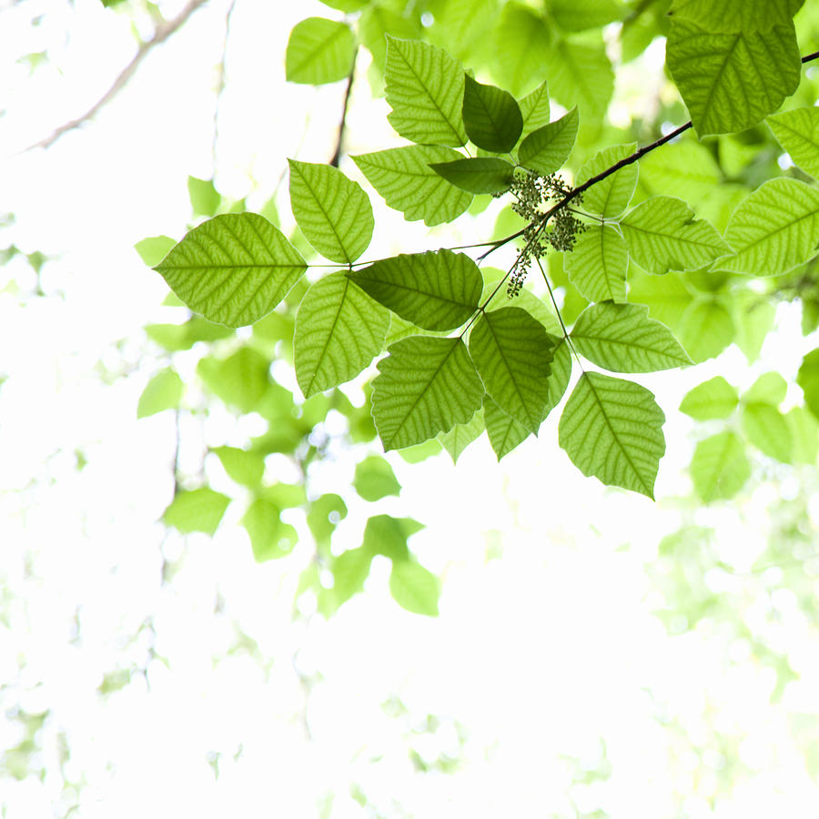 Leafy Green Canopy Photograph by Patricia Toth McCormick
