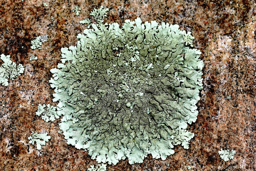 Leafy Lichen Photograph by Debbie Oppermann