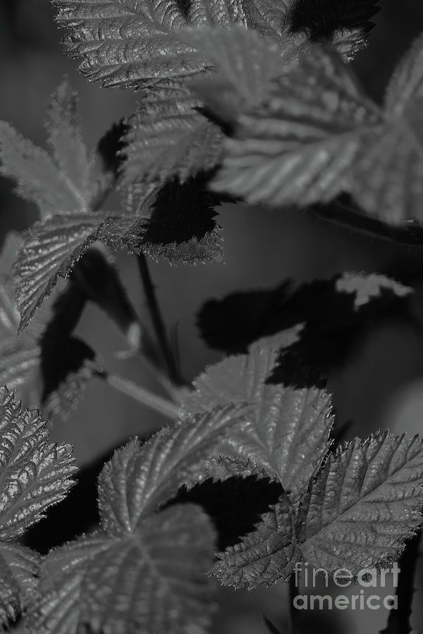 Leafy Light and Shadow bw Vertical Photograph by Eddie Barron