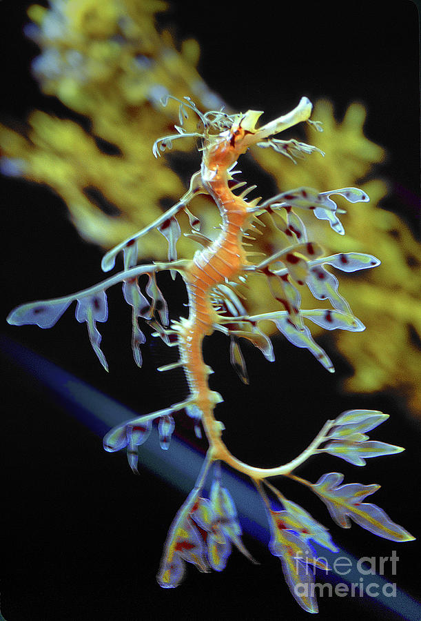 Leafy seadragon, Phycodurus eques, Syngnathiformes, Seahorse Photograph by Wernher Krutein
