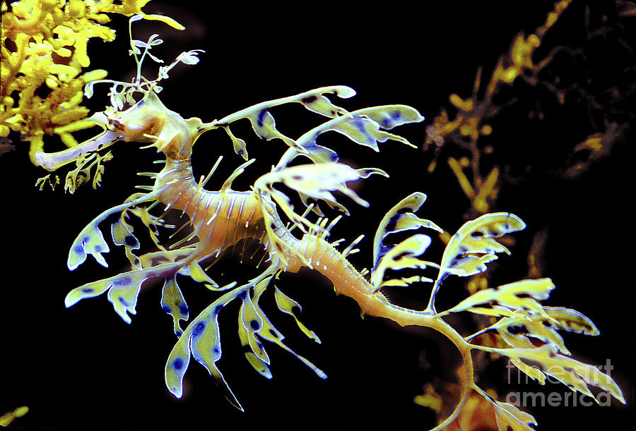 Leafy seadragon, Phycodurus eques, Syngnathiformes Photograph by Wernher Krutein