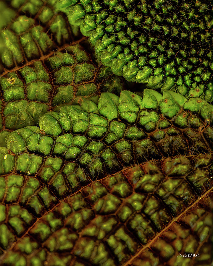 Leafy Textures Photograph by Jim Carlen