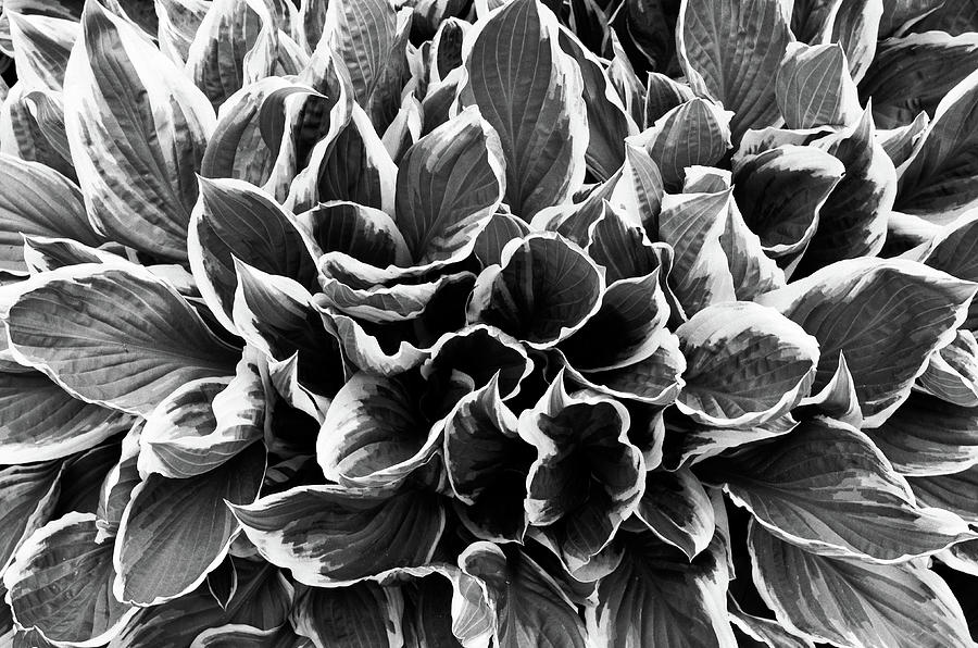 Leafy Photograph