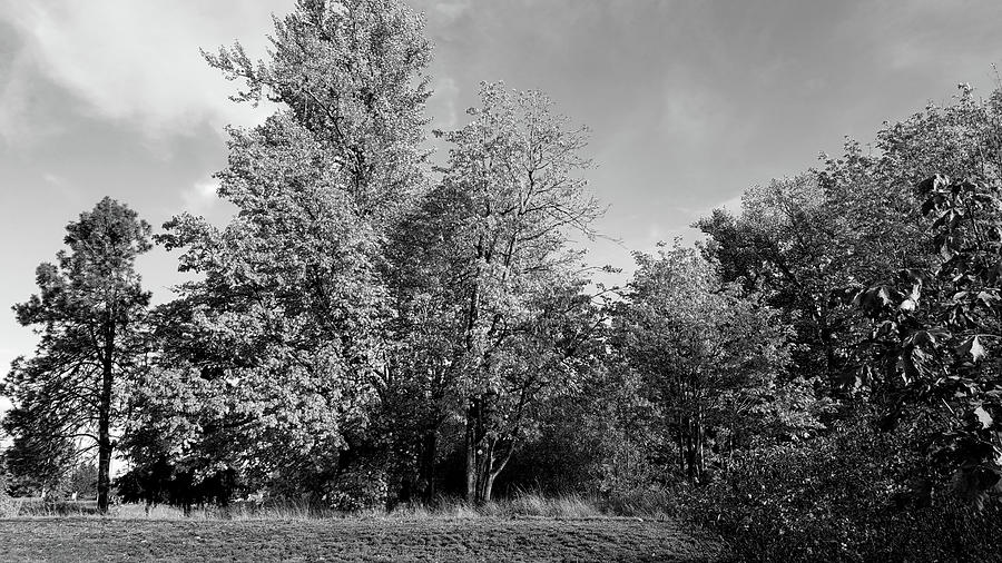 Leafy trees bw Photograph by Cathy Anderson