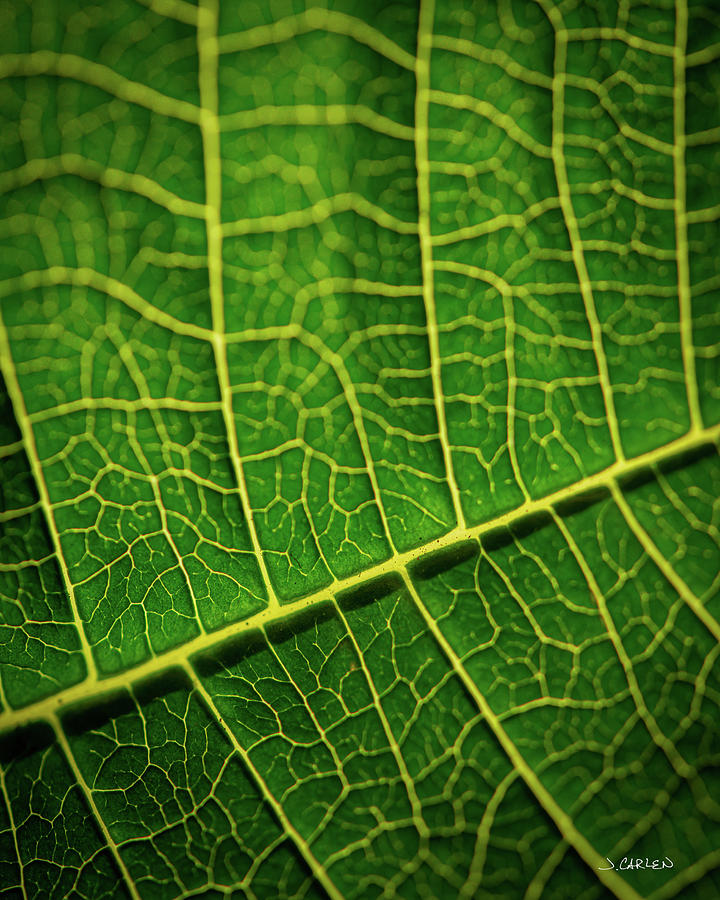 Leafy Veins Photograph by Jim Carlen