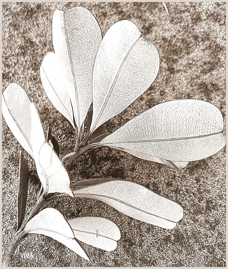 Botanical Photograph - Leafy  Whismy by VIVA Anderson