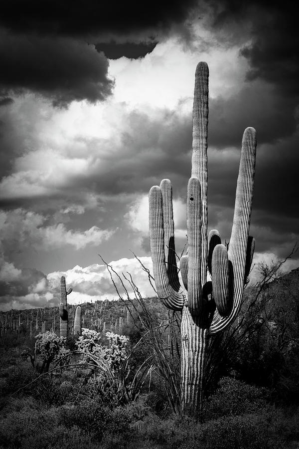 Lean A Little To The Right Black And White Photograph by Saija Lehtonen ...