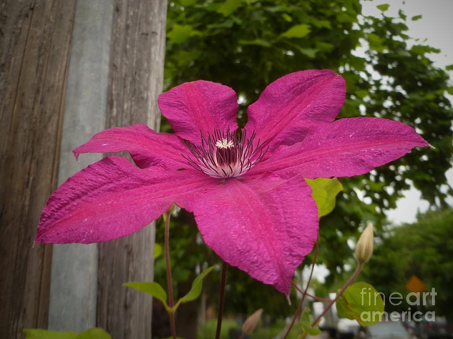 Lean On Me Clematis Photograph by Lingfai Leung