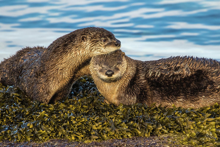 Lean on me, Otter love Photograph by Michelle Pennell