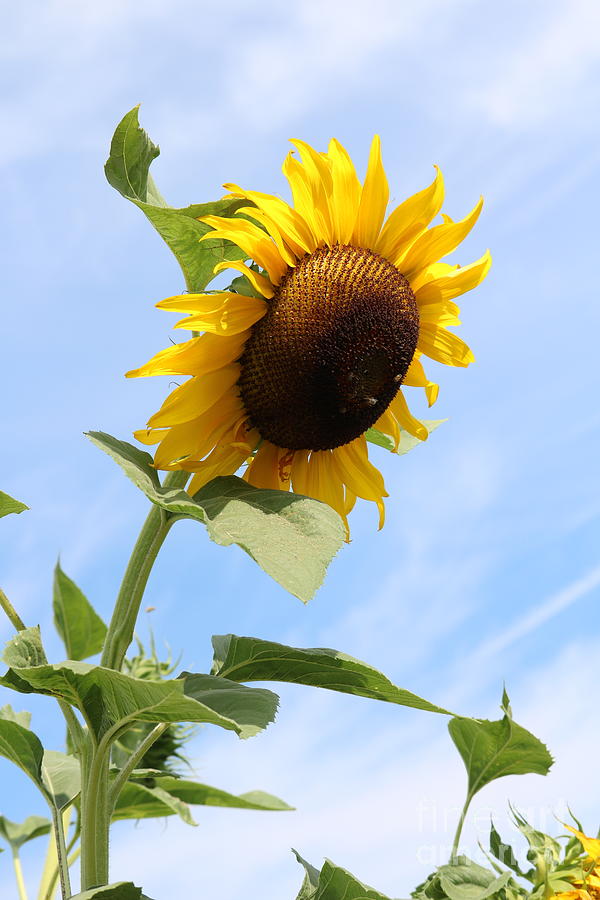 Lean on Me Sunflower Photograph by Carol Groenen