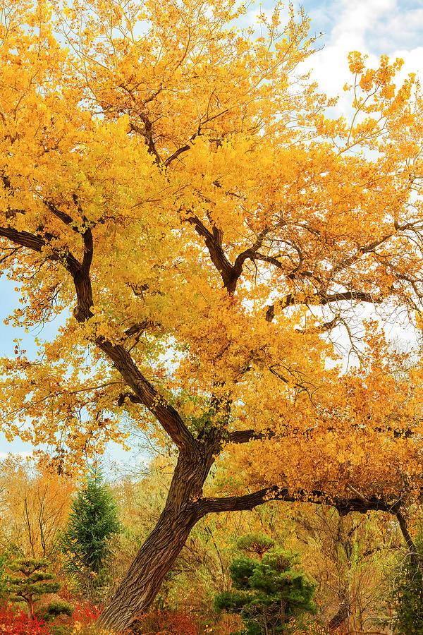 Leaning Autumn Tree-001-C Photograph by David Allen Pierson Leaning Autumn Tree-001-C Photograph by David Allen Pierson
