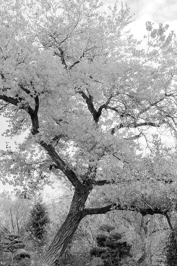 Leaning Autumn Tree-001-M Photograph by David Allen Pierson