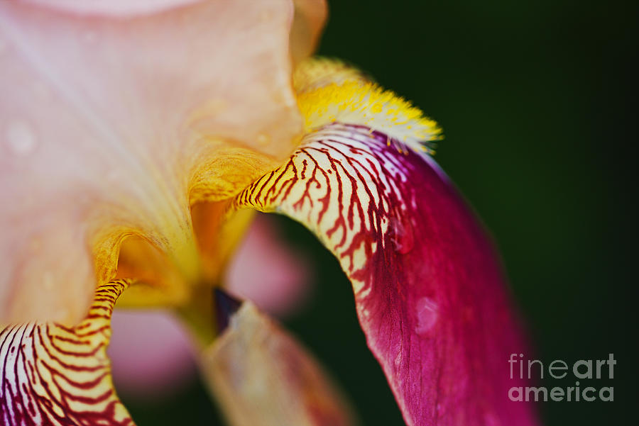 Leaning Iris Flower  Photograph by Joy Watson