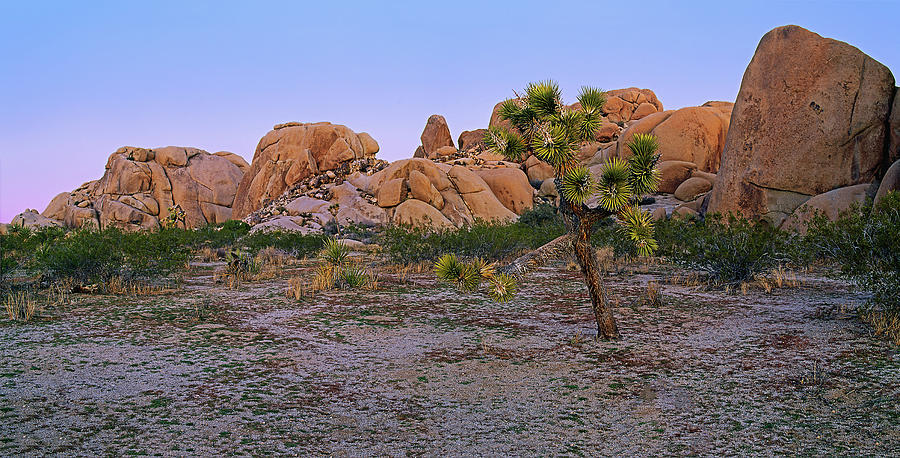 Leaning Joshua Tree - Sunrise Pano Photograph by Paul Breitkreuz