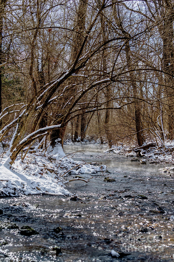 Leaning Over Galloway Creek Photograph by Jennifer White - Fine Art America