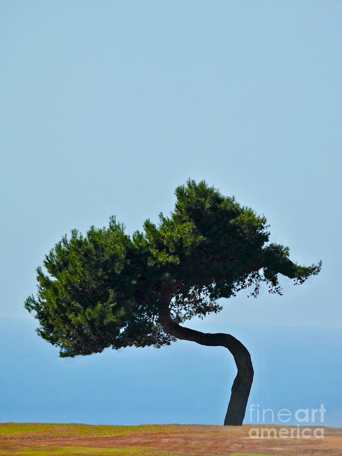 Leaning Pine Photograph by Beth Myer Photography