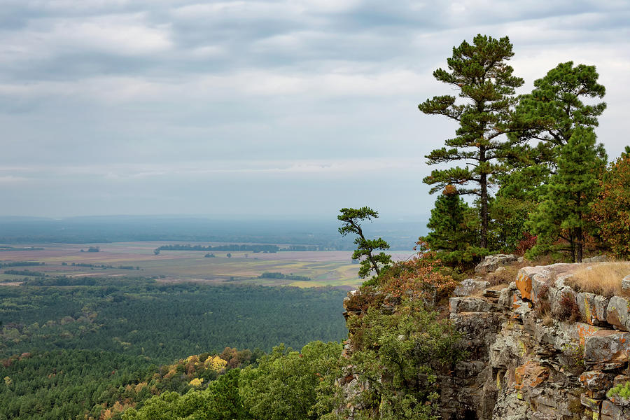 Leaning Pine on Petit Jean Mountain Photograph by James Barber