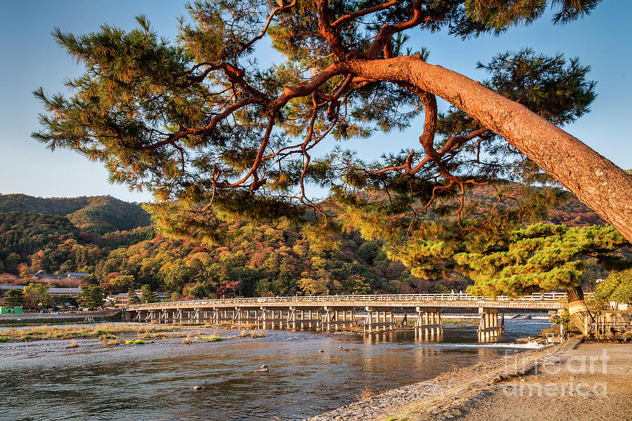 Leaning Pine Tree Arashiyama Kyoto Japan Photograph by Colin and Linda McKie
