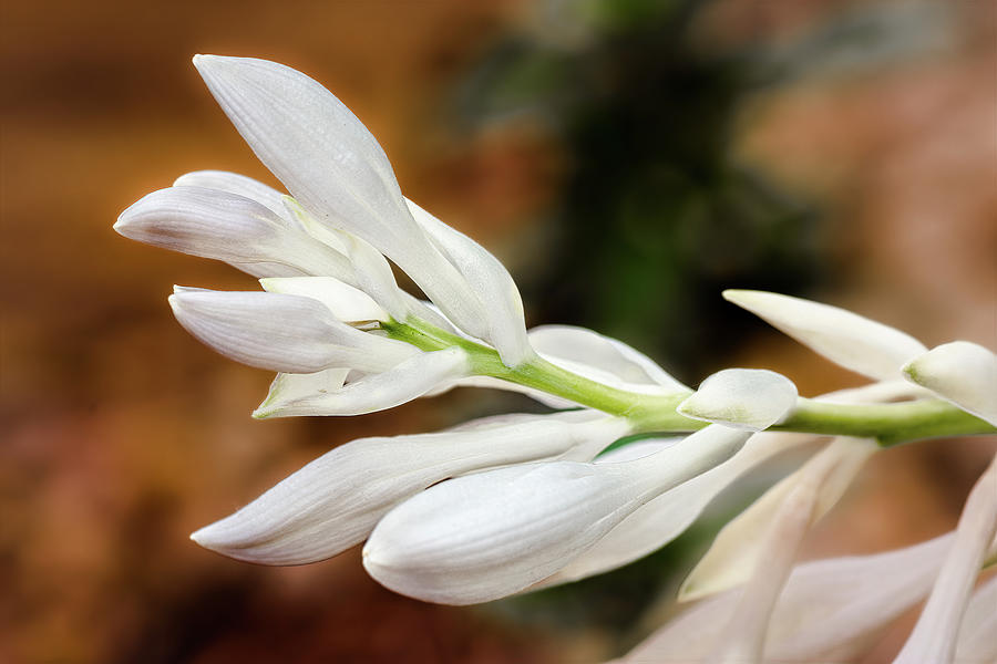Flower Photograph - Leaning Spike of Hosta Buds by Debra Martz