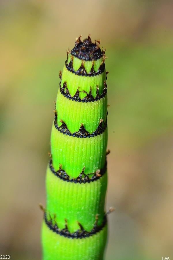 Leaning Tower Of Rough Horsetail Photograph by Lisa Wooten