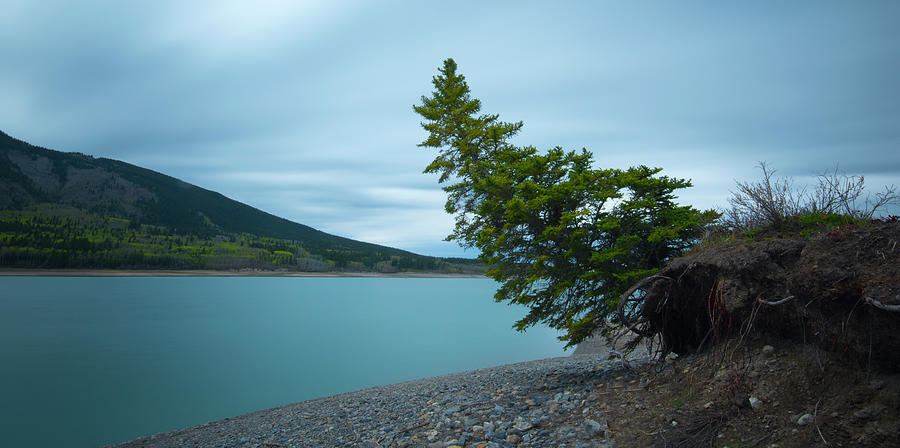 Leaning tree at Barrier Lake Photograph by Angelito De Jesus