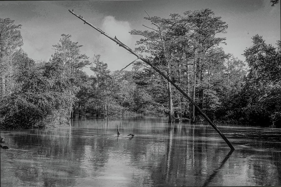 Leaning Tree in Bayou DeView Photograph by James C Richardson