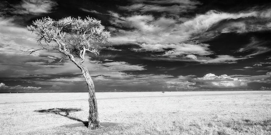 Leaning tree on the plains - infrared Photograph by Murray Rudd