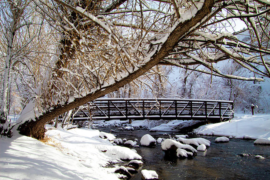 Leaning Tree Over Water Photograph by Daniel Williams - Fine Art America