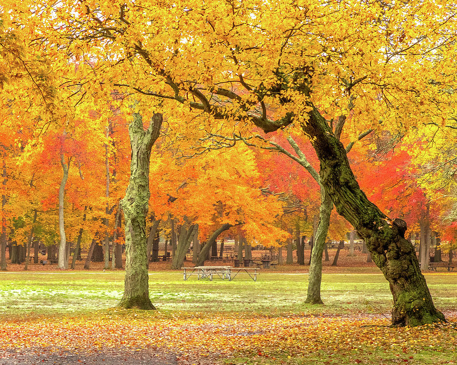 Leaning Trees Photograph by Matthew Pecorella - Fine Art America