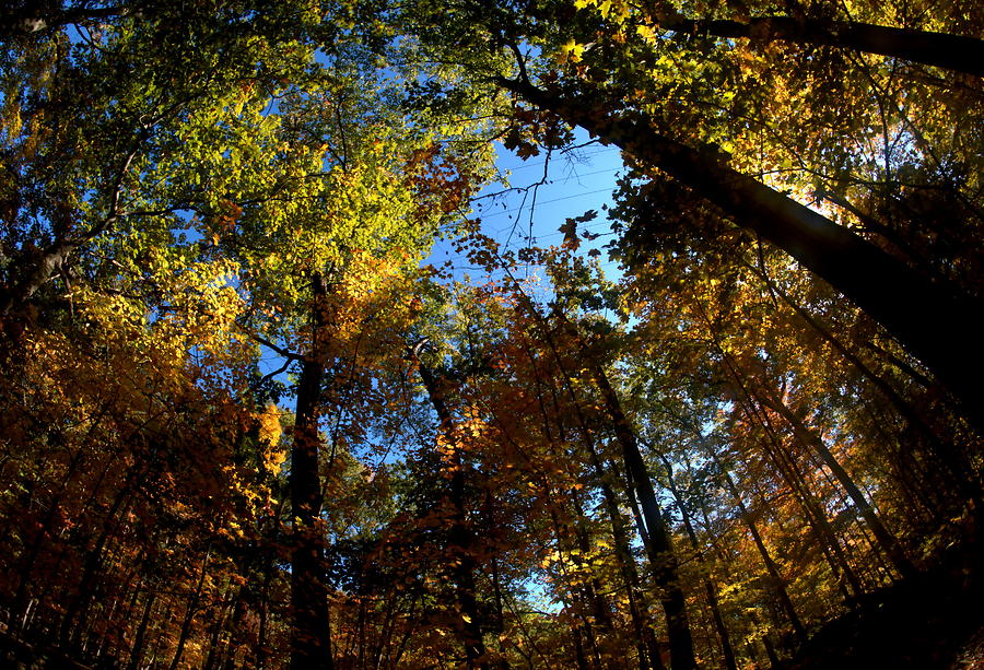 Leaning Trees Of Autumn Photograph By John Judnick Fine Art America