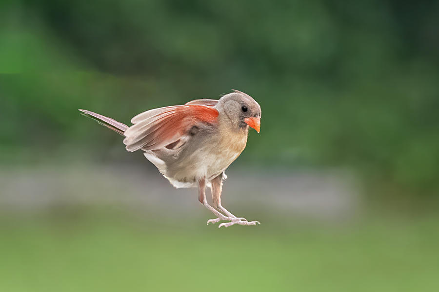Leap Of Faith - Northern Cardinal - 1 Photograph by John Kirkland