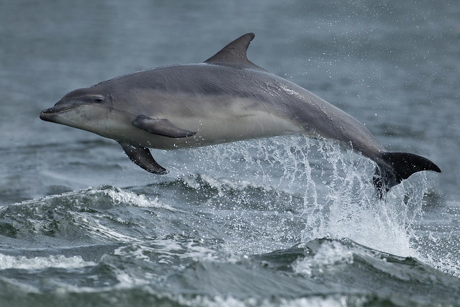 Leaping dolphin Photograph by Kevin Sawford - Fine Art America